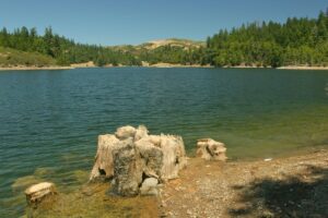 A serene lake surrounded by lush evergreen forests and distant hills under a clear blue sky, reminiscent of a peaceful stop on a Seattle road trip. In the foreground, large tree stumps are partially submerged at the water's edge amidst rocky and sandy terrain, highlighting the natural beauty.